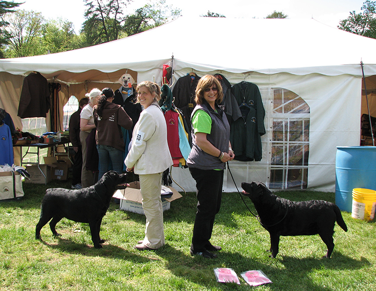 Labrador Retriever Club Of The Pioneer Valley, Labrador Retriever Dogs