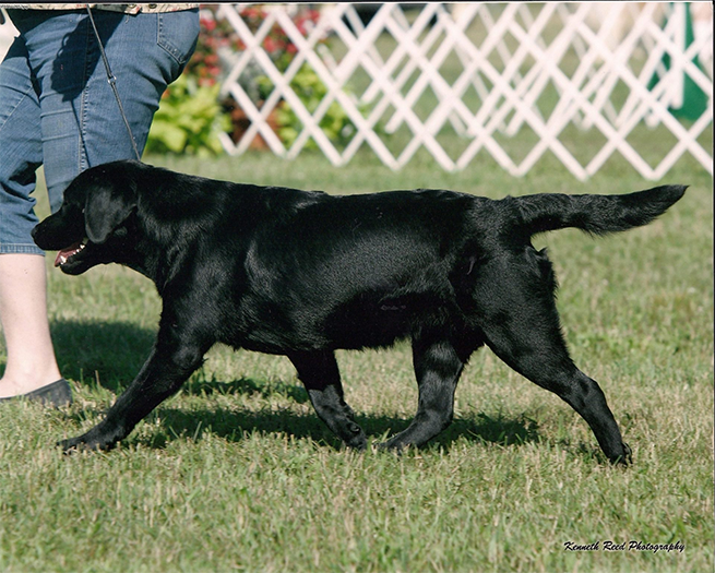Labrador Retriever Club Of The Pioneer Valley Labradors 100