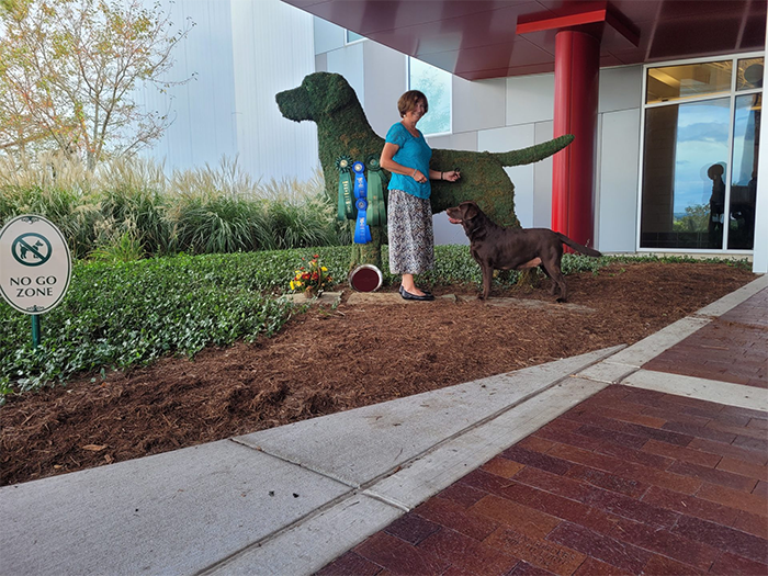 Labrador Retriever Club Of The Pioneer Valley Labradors 101