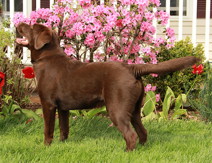 Labrador Retriever Club Of The Pioneer Valley Labradors 102
