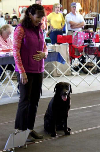 Labrador Retriever Club Of The Pioneer Valley Labradors 103