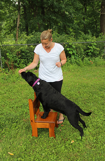 Labrador Retriever Club Of The Pioneer Valley Labradors 105