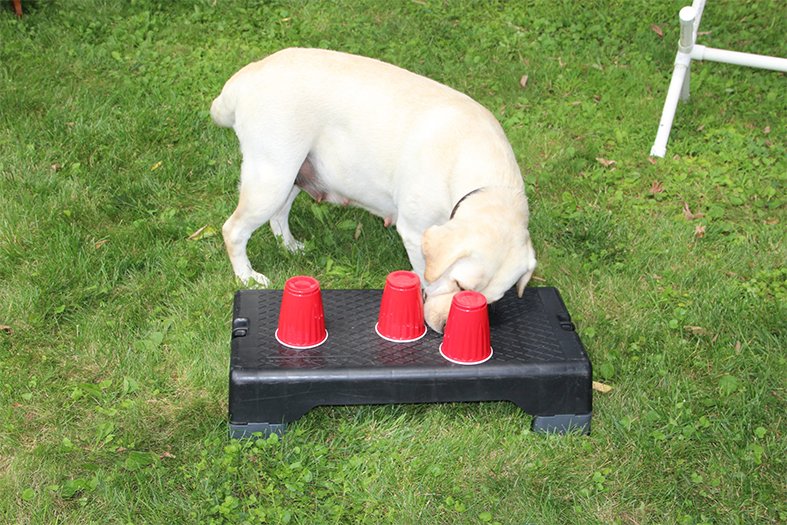 Labrador Retriever Club Of The Pioneer Valley Labradors 106