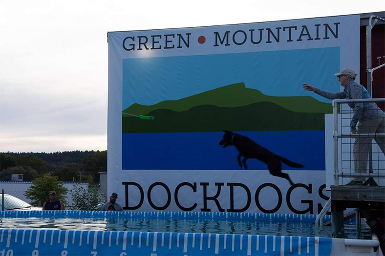 Labrador Retriever Club Of The Pioneer Valley Labradors 108