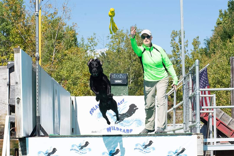 Labrador Retriever Club Of The Pioneer Valley Labradors 109