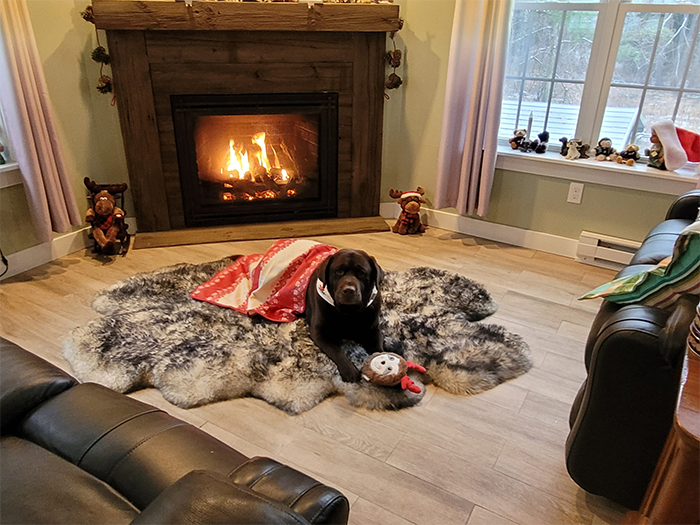 Labrador Retriever Club Of The Pioneer Valley Labradors 110