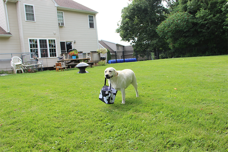 Labrador Retriever Club Of The Pioneer Valley Labradors 111