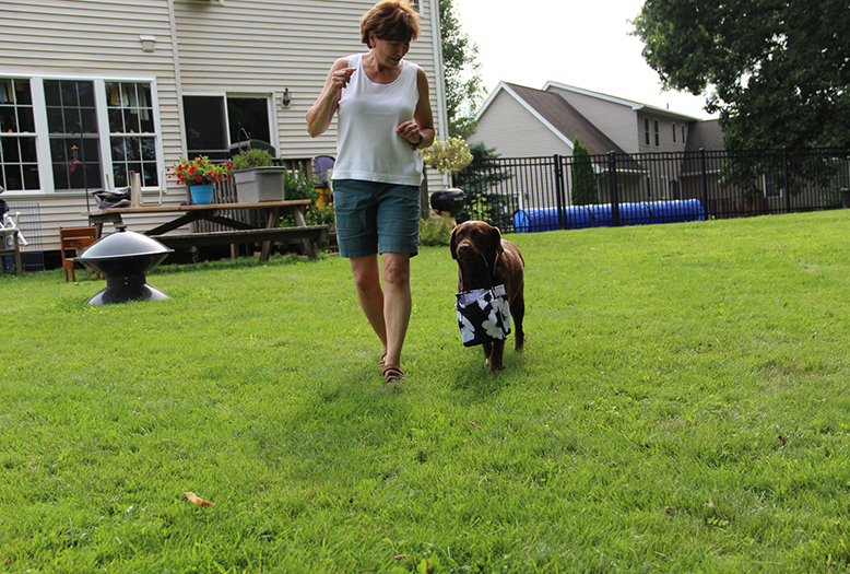 Labrador Retriever Club Of The Pioneer Valley Labradors 112
