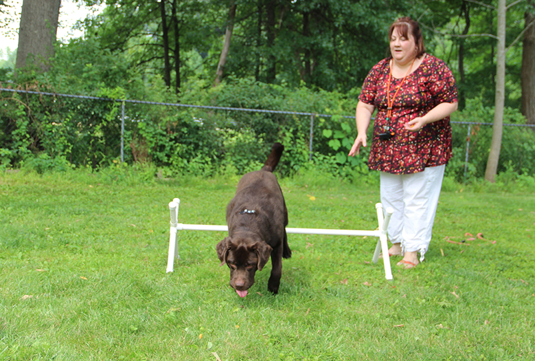 Labrador Retriever Club Of The Pioneer Valley Labradors 113
