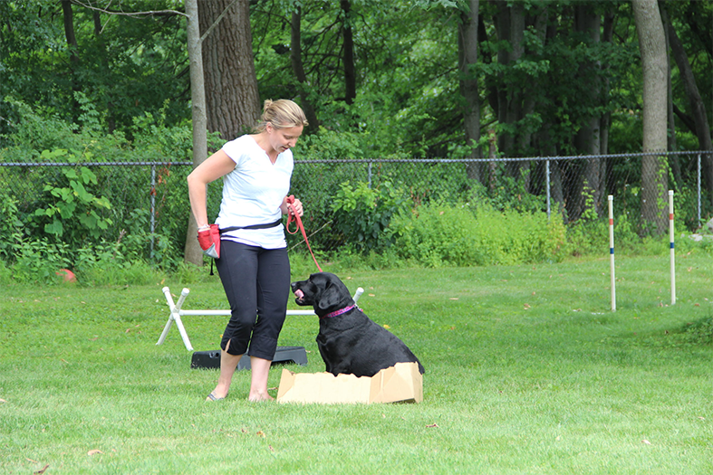 Labrador Retriever Club Of The Pioneer Valley Labradors 114