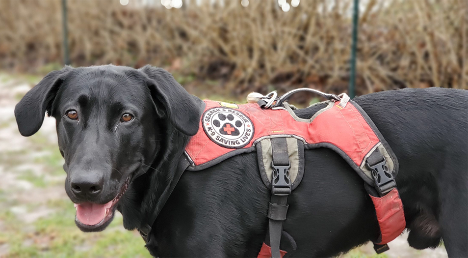 Labrador Retriever Club Of The Pioneer Valley Labradors 115