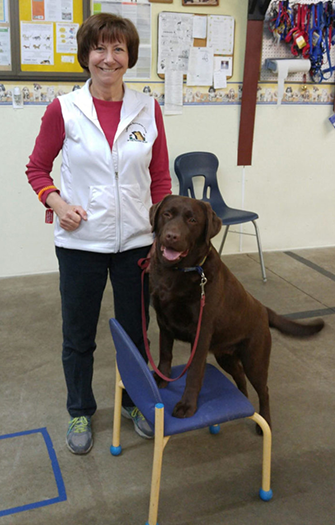 Labrador Retriever Club Of The Pioneer Valley Labradors 116