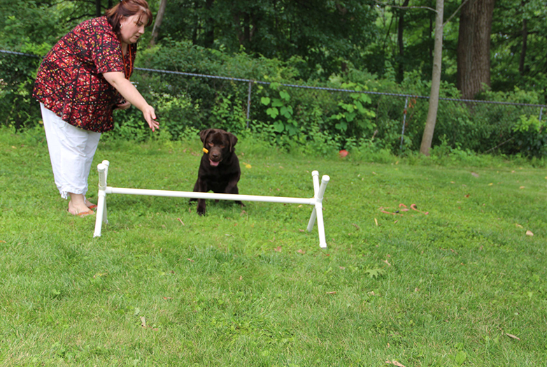 Labrador Retriever Club Of The Pioneer Valley Labradors 117