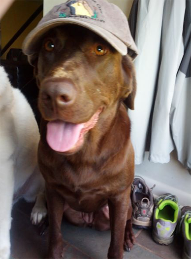 Labrador Retriever Club Of The Pioneer Valley Labradors 118