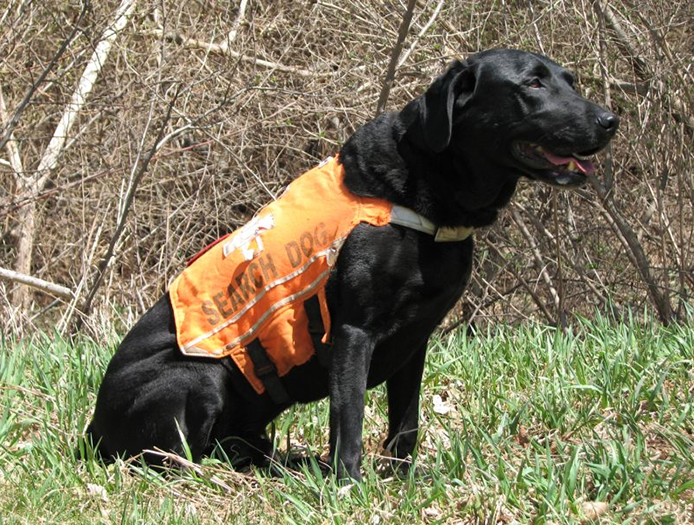 Labrador Retriever Club Of The Pioneer Valley Labradors 119