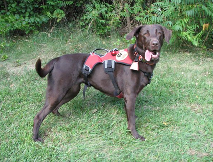 Labrador Retriever Club Of The Pioneer Valley Labradors 120