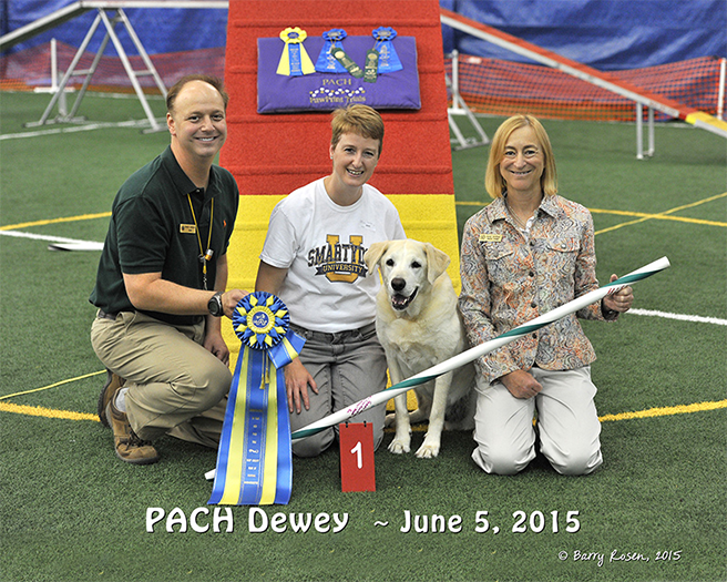 Labrador Retriever Club Of The Pioneer Valley Labradors 121