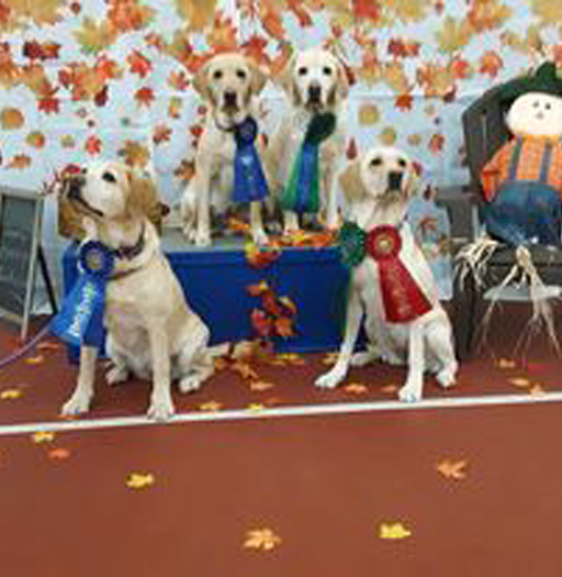 Labrador Retriever Club Of The Pioneer Valley Labradors 122