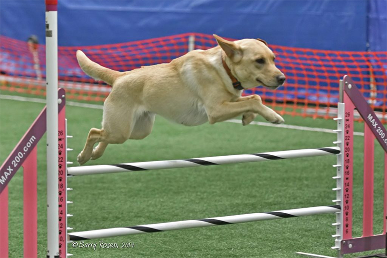 Labrador Retriever Club Of The Pioneer Valley Labradors 123