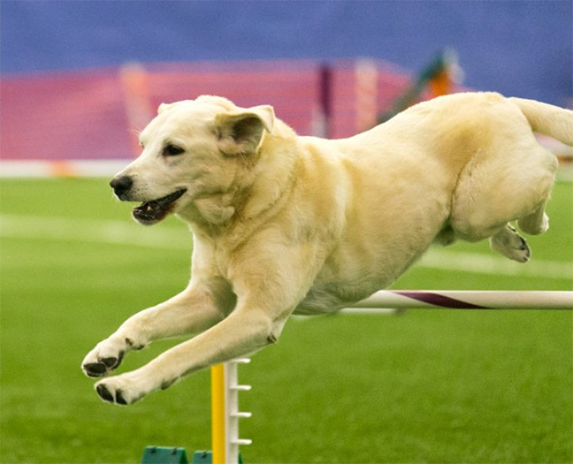 Labrador Retriever Club Of The Pioneer Valley Labradors 125