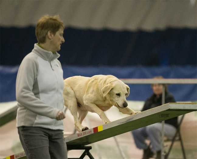 Labrador Retriever Club Of The Pioneer Valley Labradors 126