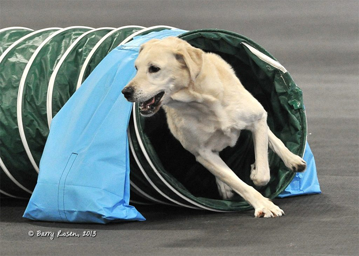 Labrador Retriever Club Of The Pioneer Valley Labradors 128