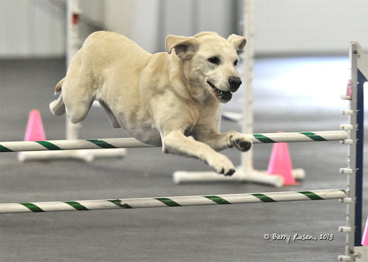 Labrador Retriever Club Of The Pioneer Valley Labradors 129