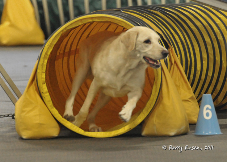 Labrador Retriever Club Of The Pioneer Valley Labradors 130