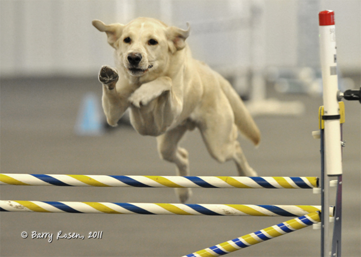 Labrador Retriever Club Of The Pioneer Valley Labradors 131