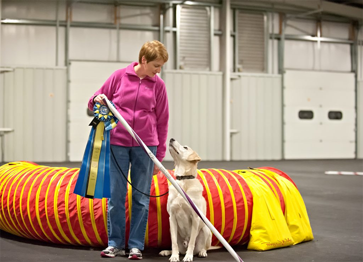 Labrador Retriever Club Of The Pioneer Valley Labradors 132