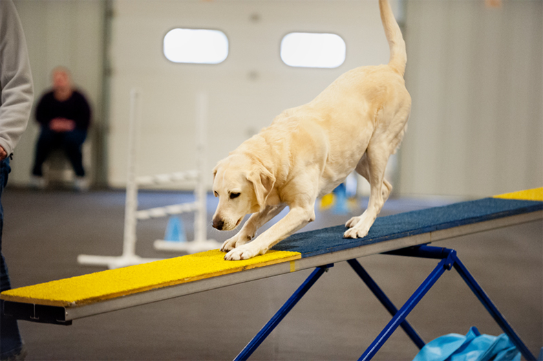Labrador Retriever Club Of The Pioneer Valley Labradors 134