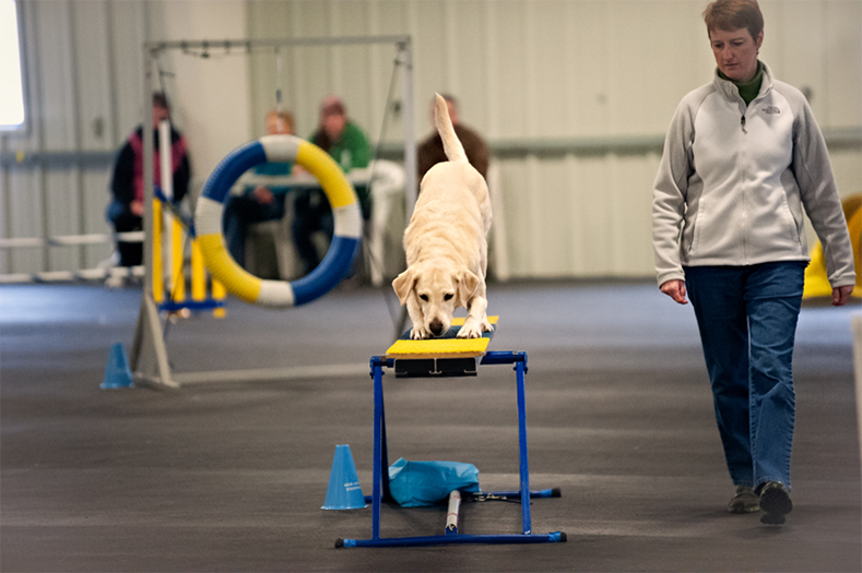 Labrador Retriever Club Of The Pioneer Valley Labradors 135