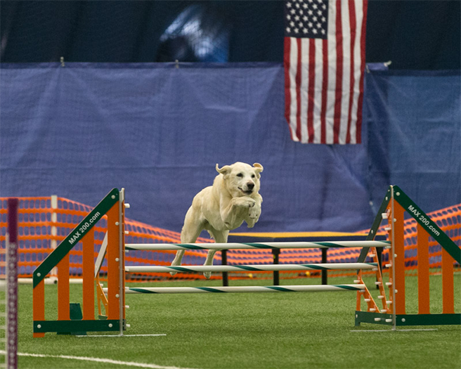 Labrador Retriever Club Of The Pioneer Valley Labradors 136