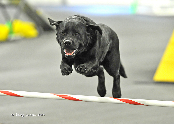 Labrador Retriever Club Of The Pioneer Valley Labradors 138