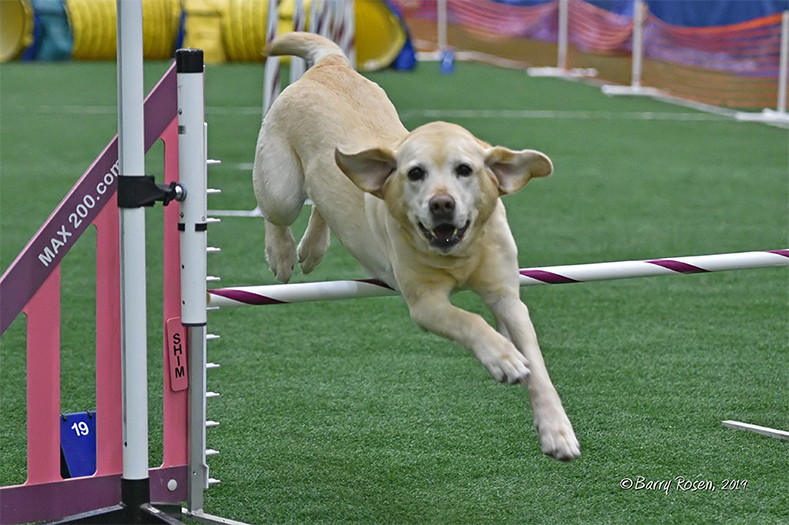 Labrador Retriever Club Of The Pioneer Valley Labradors 139