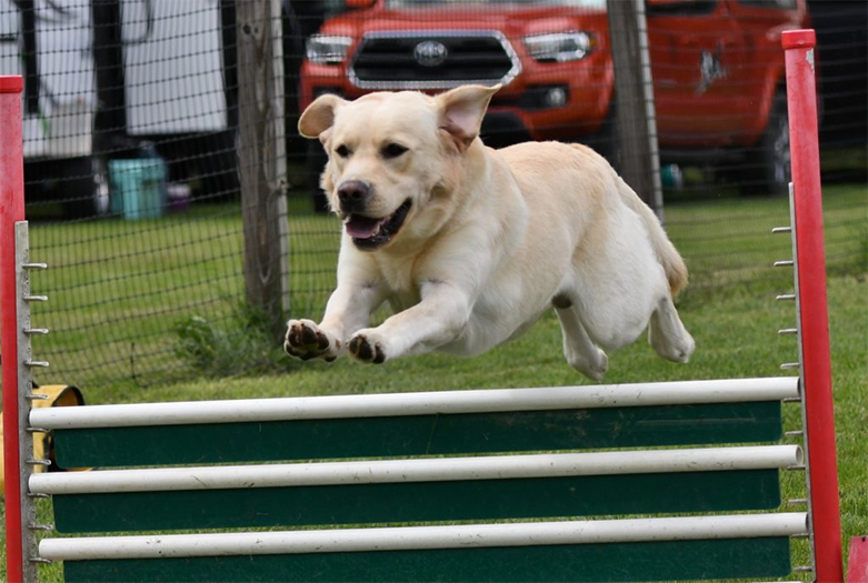 Labrador Retriever Club Of The Pioneer Valley Labradors 140