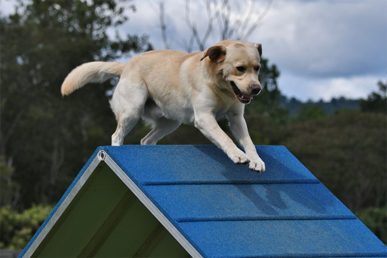 Labrador Retriever Club Of The Pioneer Valley Labradors 141