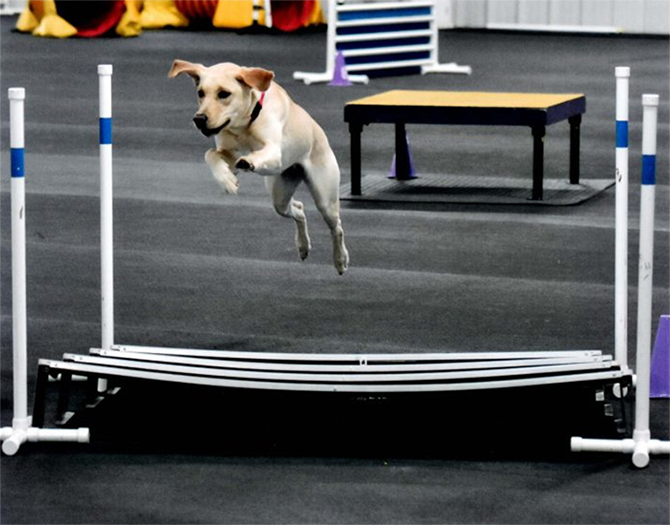 Labrador Retriever Club Of The Pioneer Valley Labradors 142
