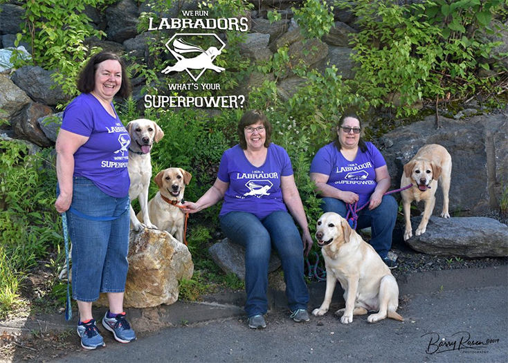 Labrador Retriever Club Of The Pioneer Valley Labradors 143