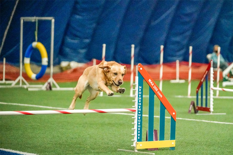 Labrador Retriever Club Of The Pioneer Valley Labradors 144