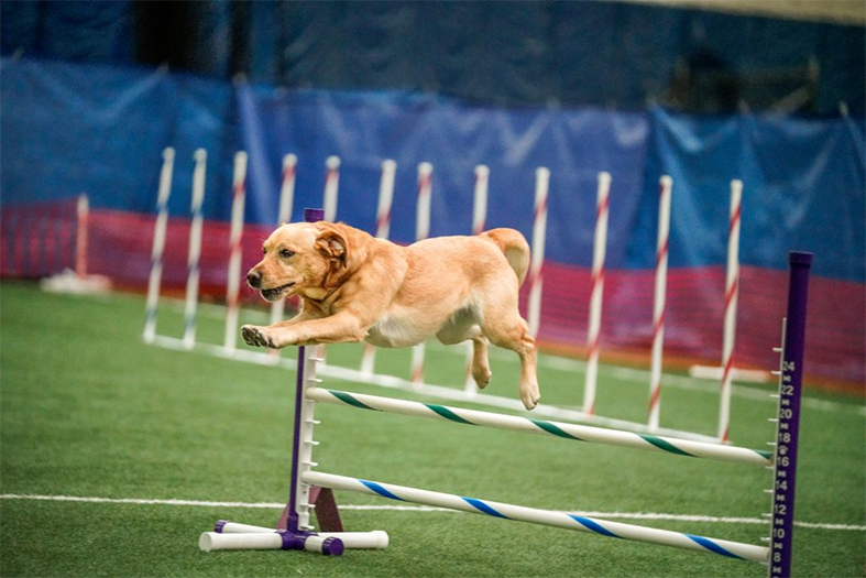 Labrador Retriever Club Of The Pioneer Valley Labradors 145