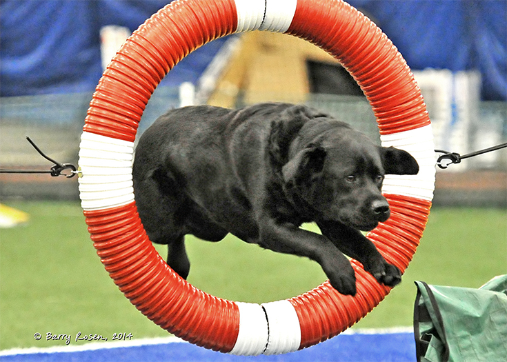 Labrador Retriever Club Of The Pioneer Valley Labradors 146