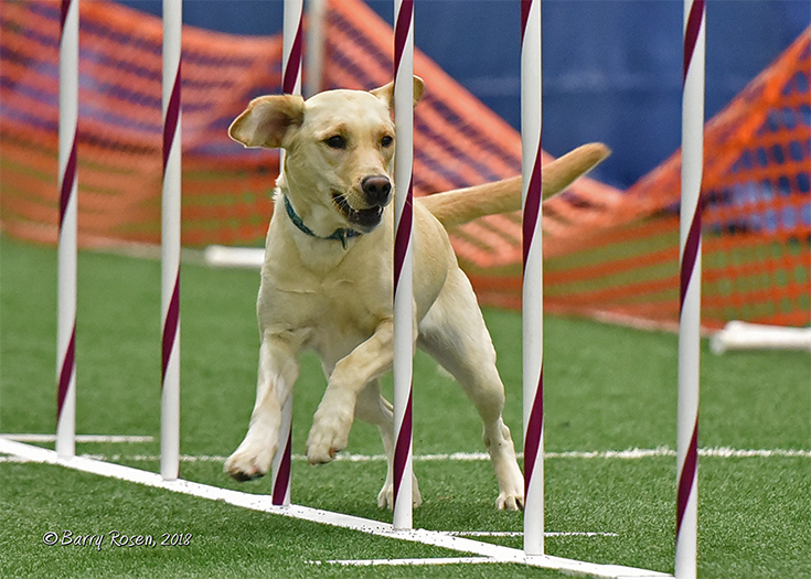 Labrador Retriever Club Of The Pioneer Valley Labradors 147
