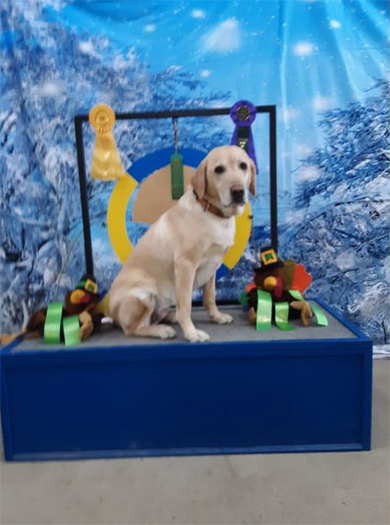 Labrador Retriever Club Of The Pioneer Valley Labradors 148