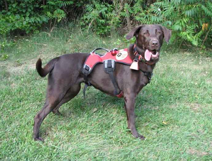 Labrador Retriever Club Of The Pioneer Valley Labradors 150