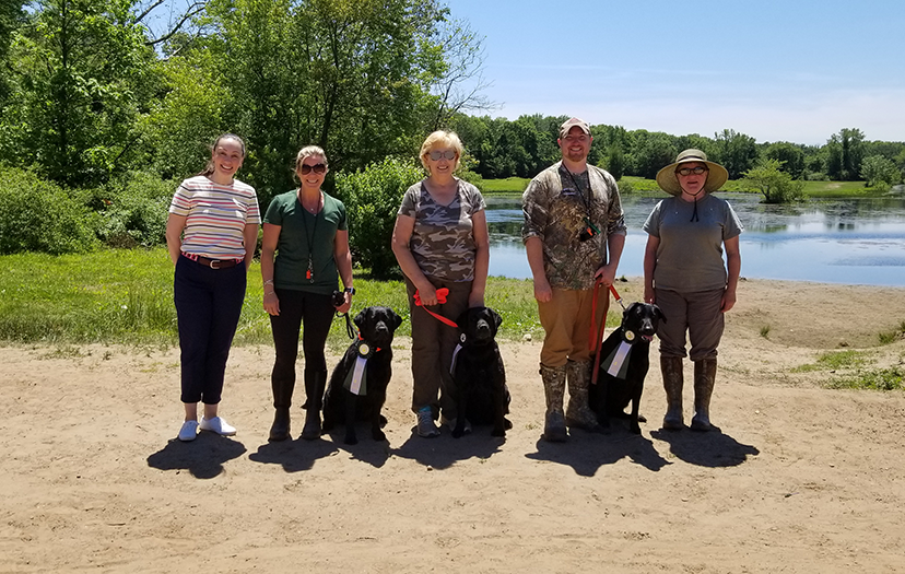 Labrador Retriever Club Of The Pioneer Valley Labradors 152