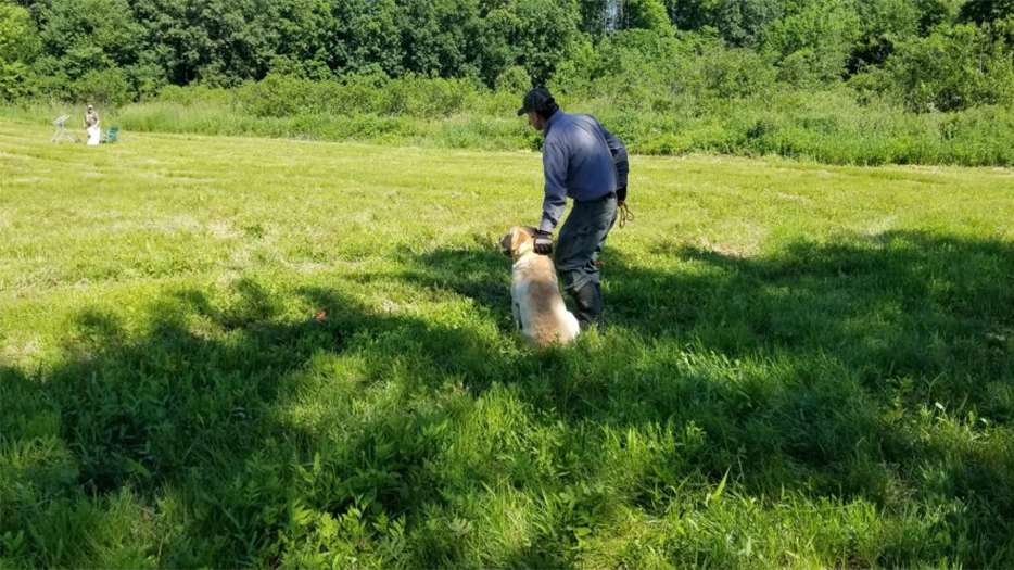Labrador Retriever Club Of The Pioneer Valley Labradors 154