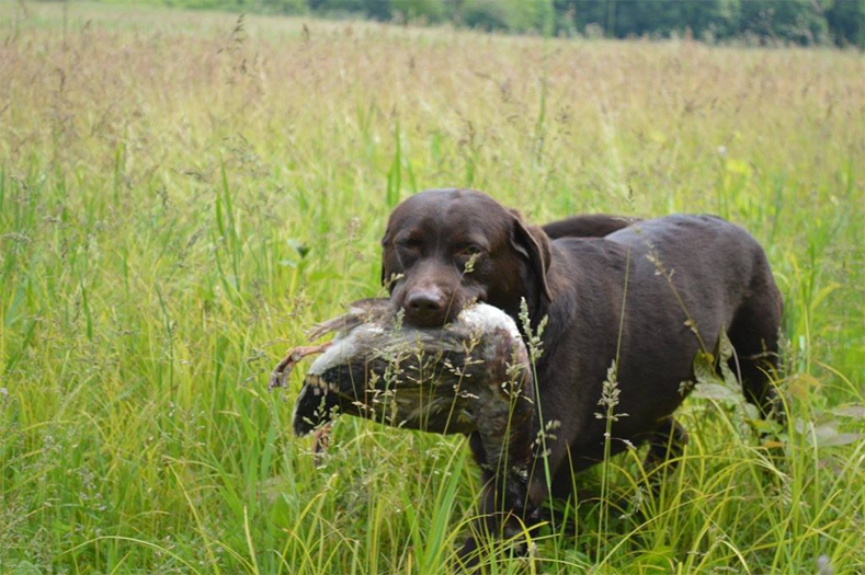 Labrador Retriever Club Of The Pioneer Valley Labradors 155
