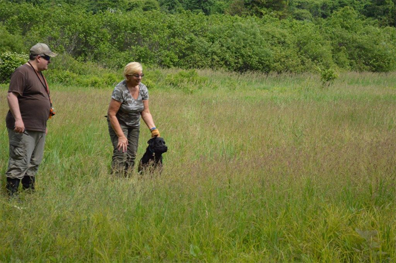 Labrador Retriever Club Of The Pioneer Valley Labradors 156