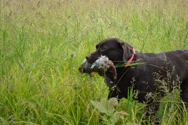 Labrador Retriever Club Of The Pioneer Valley Labradors 157